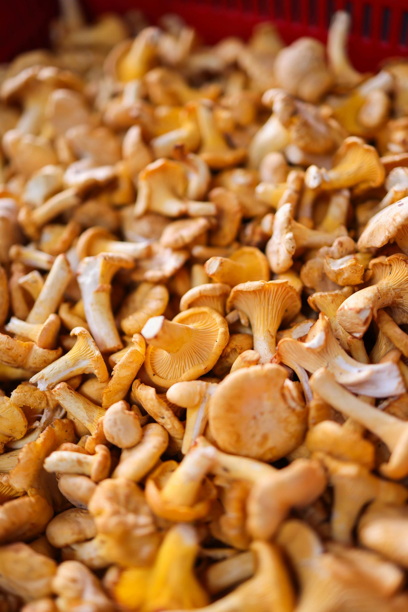 A heap of fresh chanterelle mushrooms displayed at a market, perfect for cooking.
